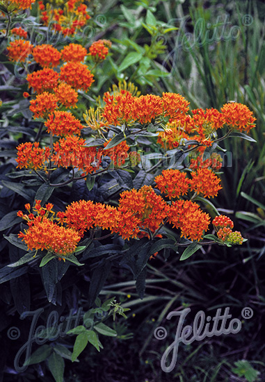 ASCLEPIAS tuberosa, Glejovka hľúznatá cca.20 semien
